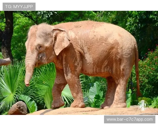 足球明星们的宠物大揭秘 他们都养了哪些可爱动物呢